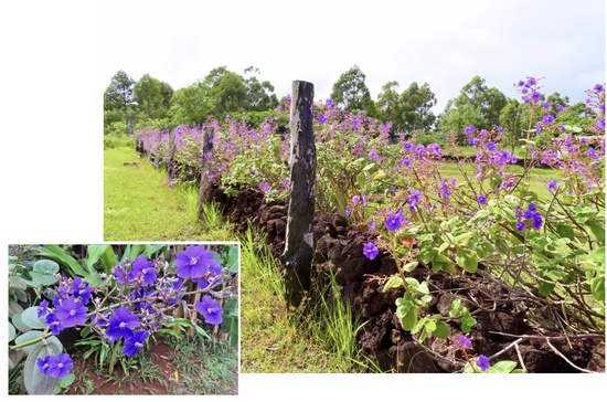 Easter Island Easter Island