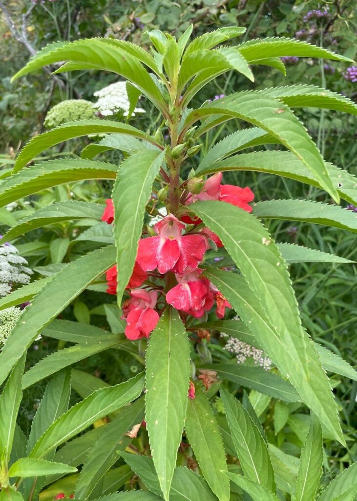 Low maintenance impatiens for sun and shade