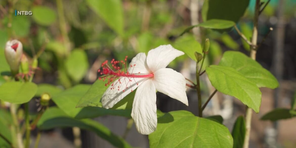 Plant adoption program nurtures appreciation of native flora Plant adoption program nurtures appreciation of native flora