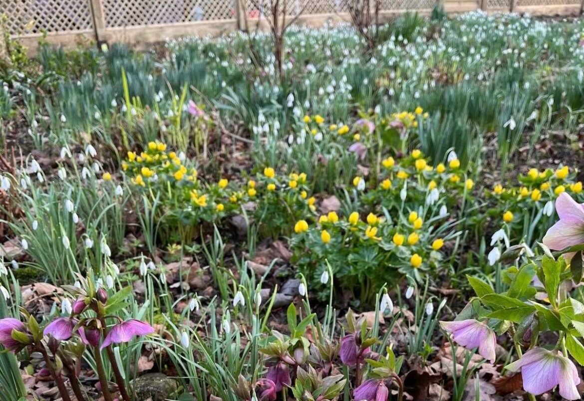 Snowdrop Open Days at the Gardens of Easton Lodge near Great Dunmow in February