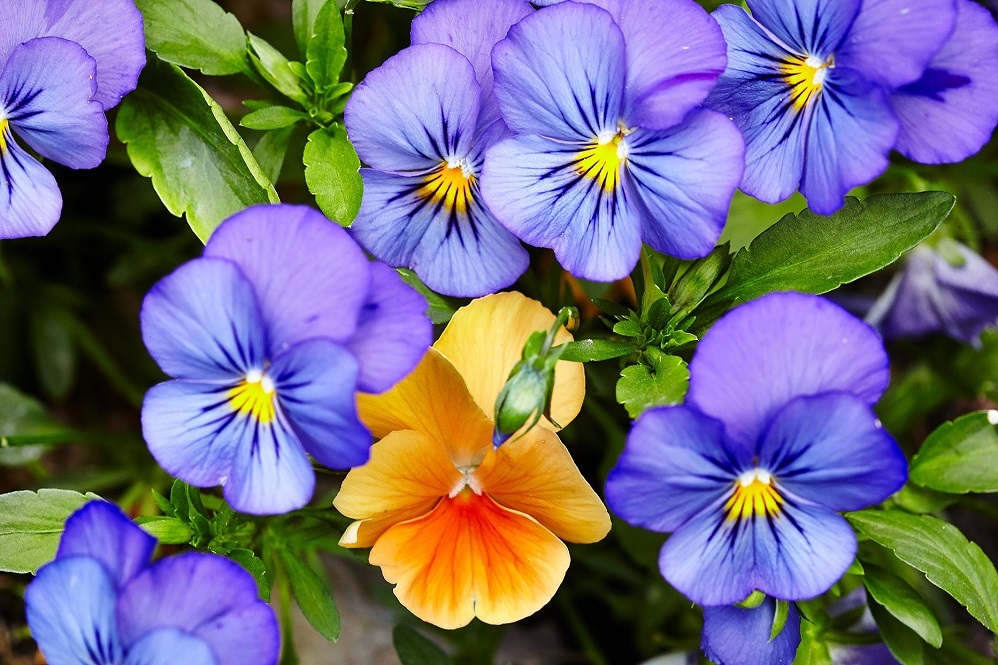 KSST Pansies2 Texas A&M AgriLife Extension Office Master Gardener Ronnie Wilson