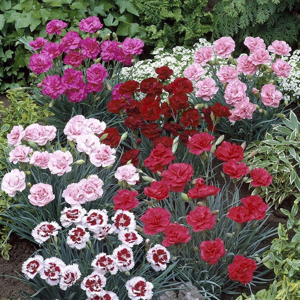 KSST Pinks Perennial Dianthus2 Texas A&M AgriLife Extension Office Master Gardener Ronnie Wilson