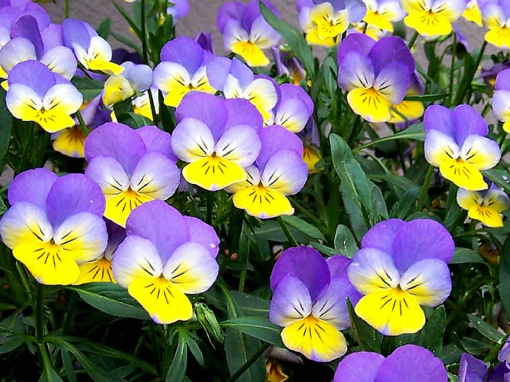 KSST Violas 5 Texas A&M AgriLife Extension Office Master Gardener Ronnie Wilson