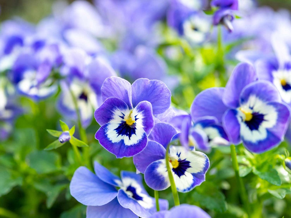 KSST Violas4 Texas A&M AgriLife Extension Office Master Gardener Ronnie Wilson