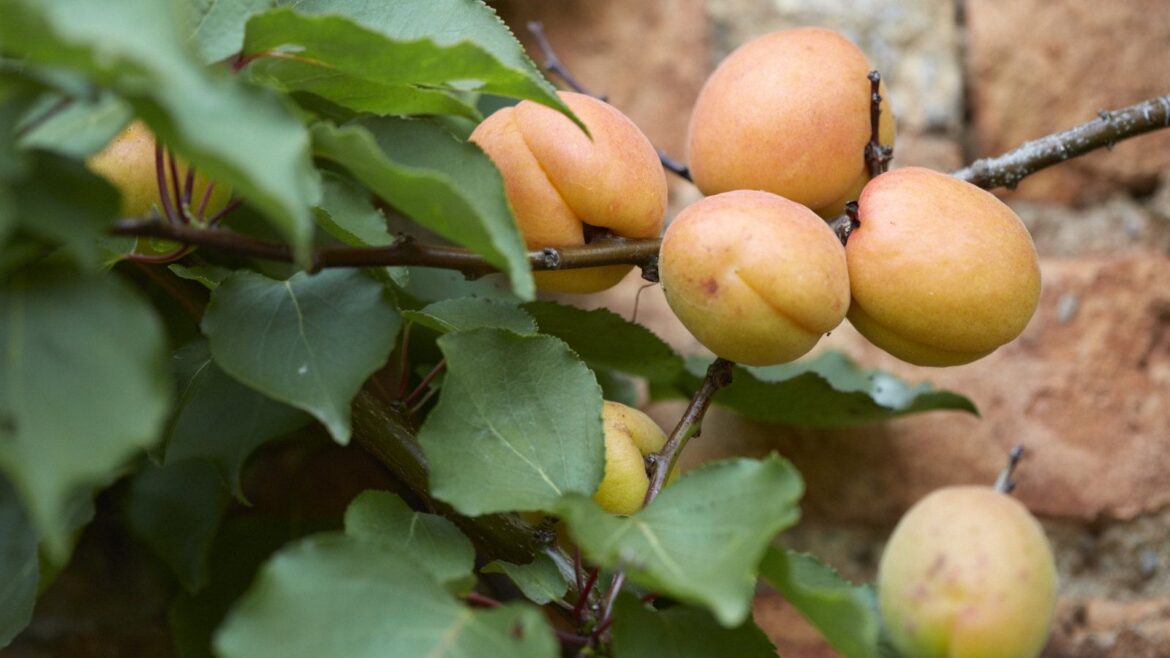 Fruit Trees Never to Prune in January: 7 to Avoid A cluster of yellow apricots growing on a branch of a tree trained against a brick wall