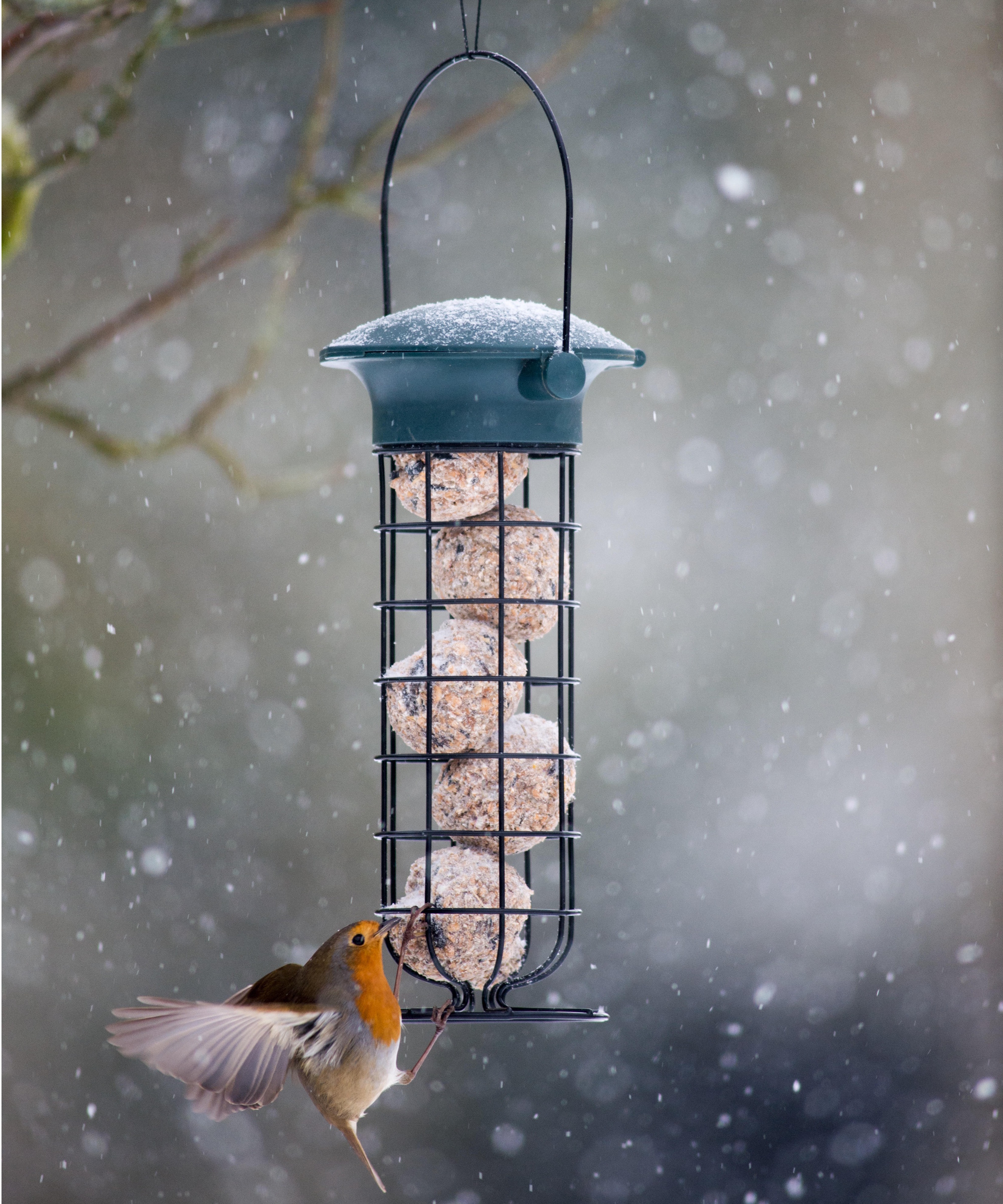 Robin on bird feeder in winter