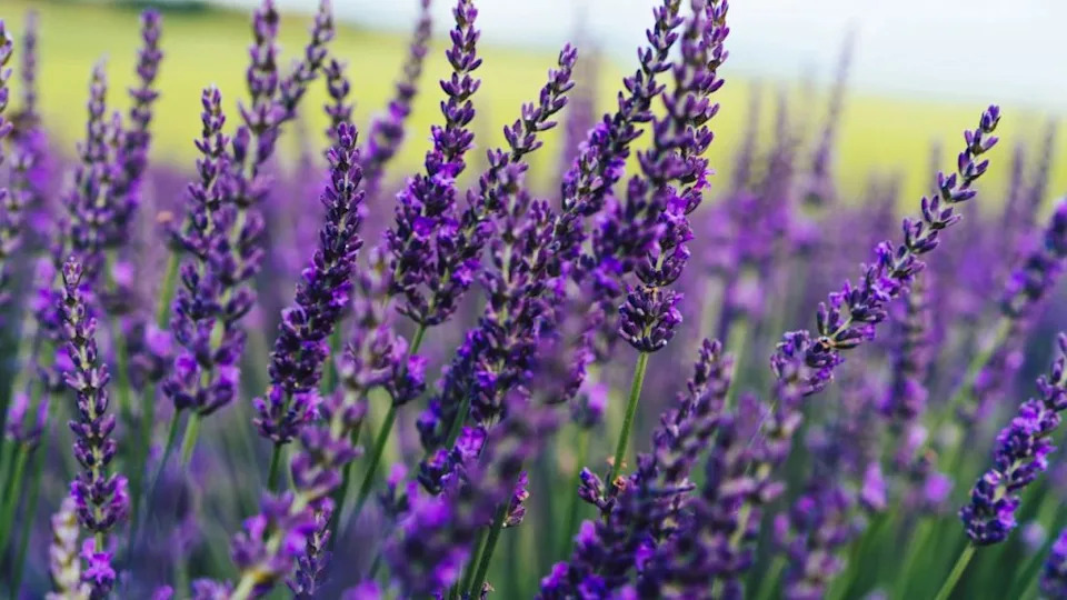 Image Credit: Deposit Photos