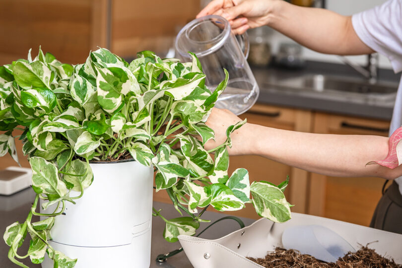 A person waters a variegated potted plant in a kitchen, with gardening tools and soil visible on the counter.