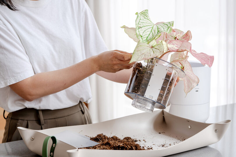 A person repotting a leafy plant with pink and green leaves into a transparent pot, with soil and gardening tools on the table.