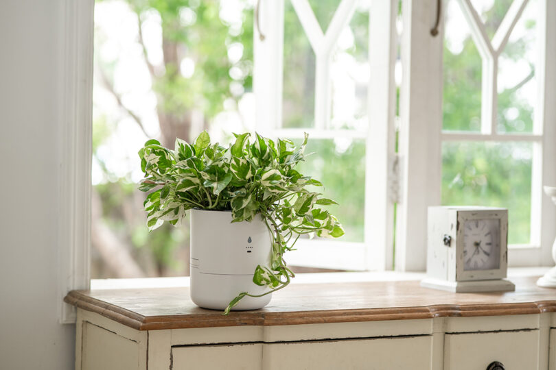 A potted variegated plant sits on a wooden table near a white clock, in front of an open window with greenery visible outside.