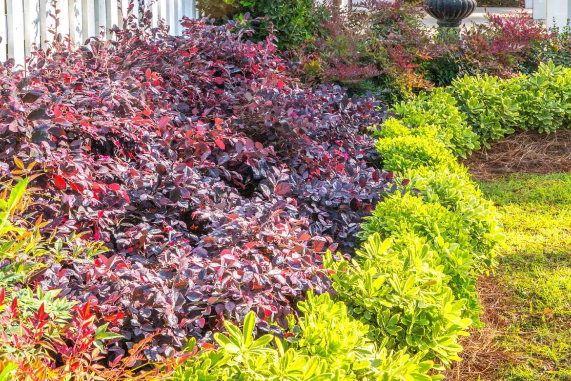 15 Deer-Resistant Shrubs To Add Color And Texture To Your Garden 15 Deer-Resistant Shrubs To Add Color And Texture To Your Garden