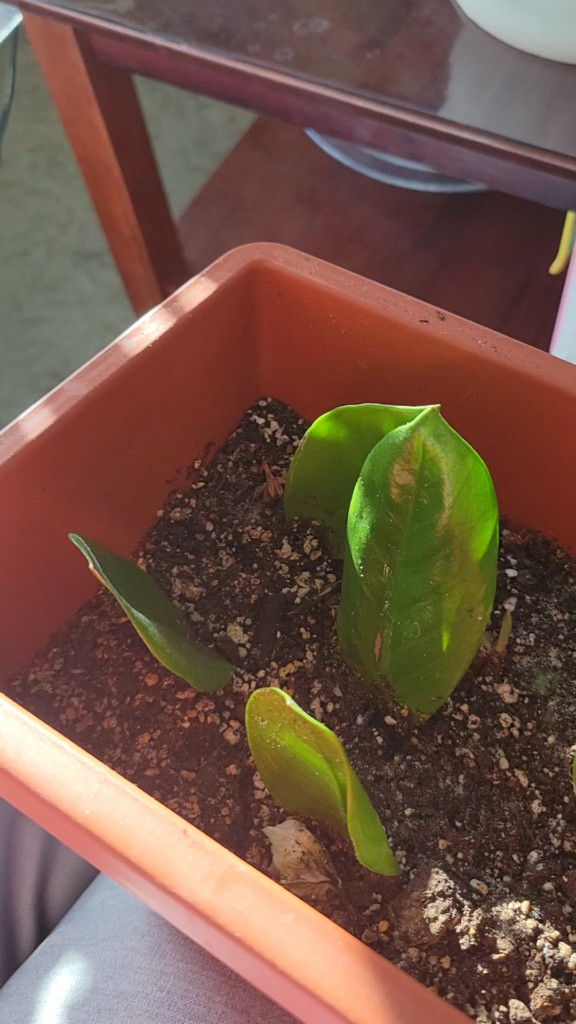 Finally some change! ZZ plant. Water->dirt and 6 months waiting.