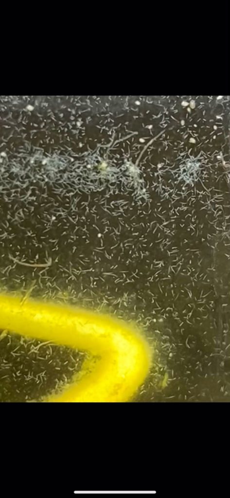 ID for these creatures