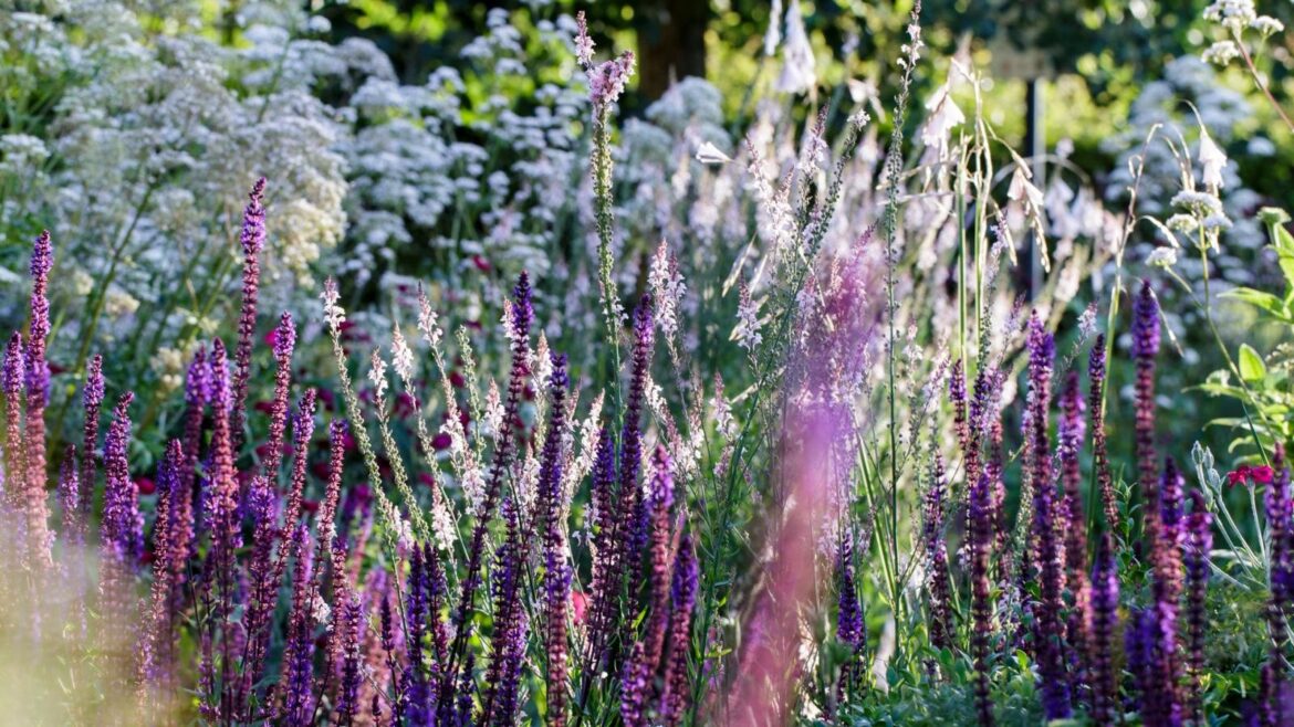 Purple and white flower border