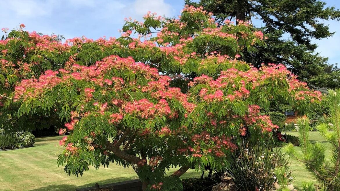 The best backyard shade trees for summer heat relief