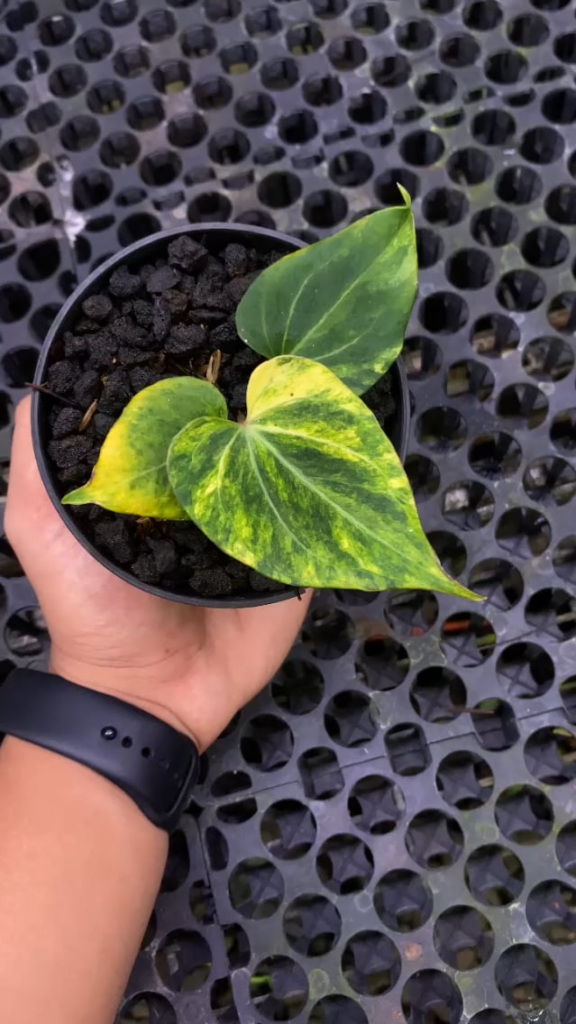 Anthurium King Of Spades Varigated