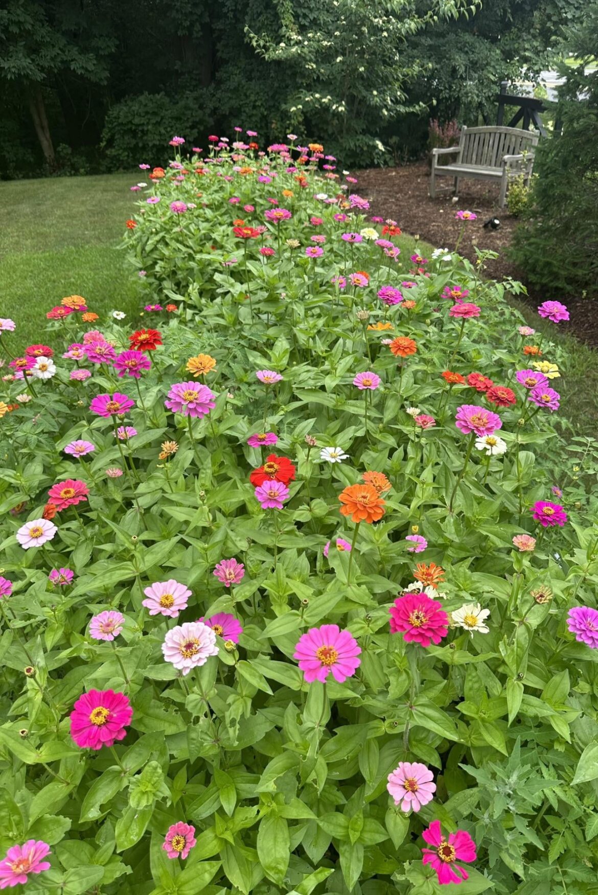 My Zinnia garden