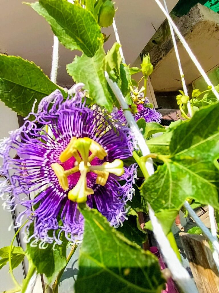 My passion flowers ✨️