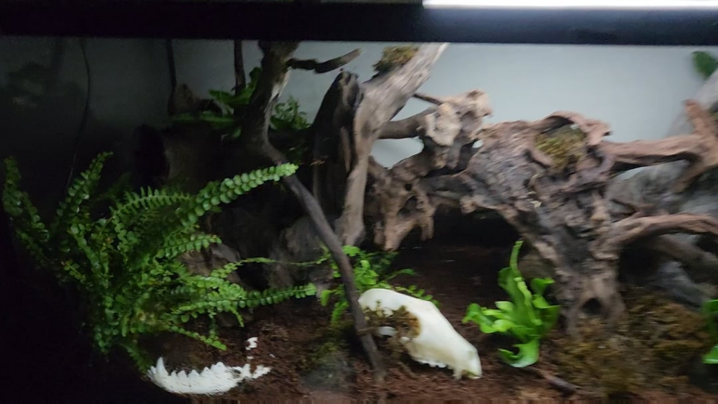 Made this terrarium today :)