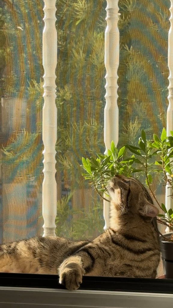 The reason I keep plants at home!🥹