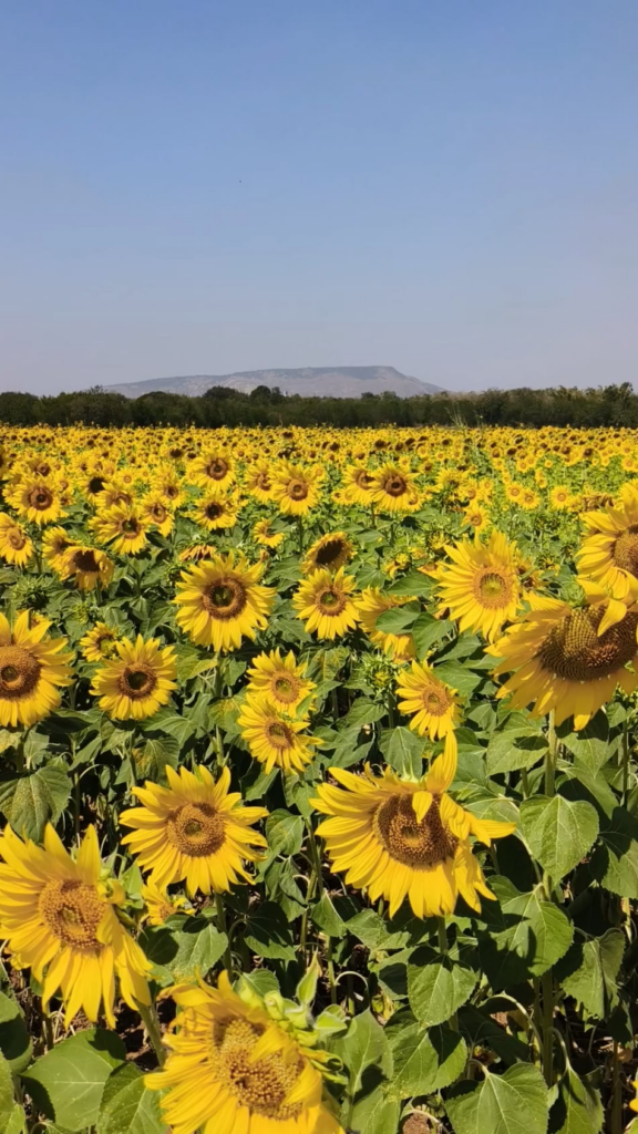 Sunflower farm at Lopburi Thailand