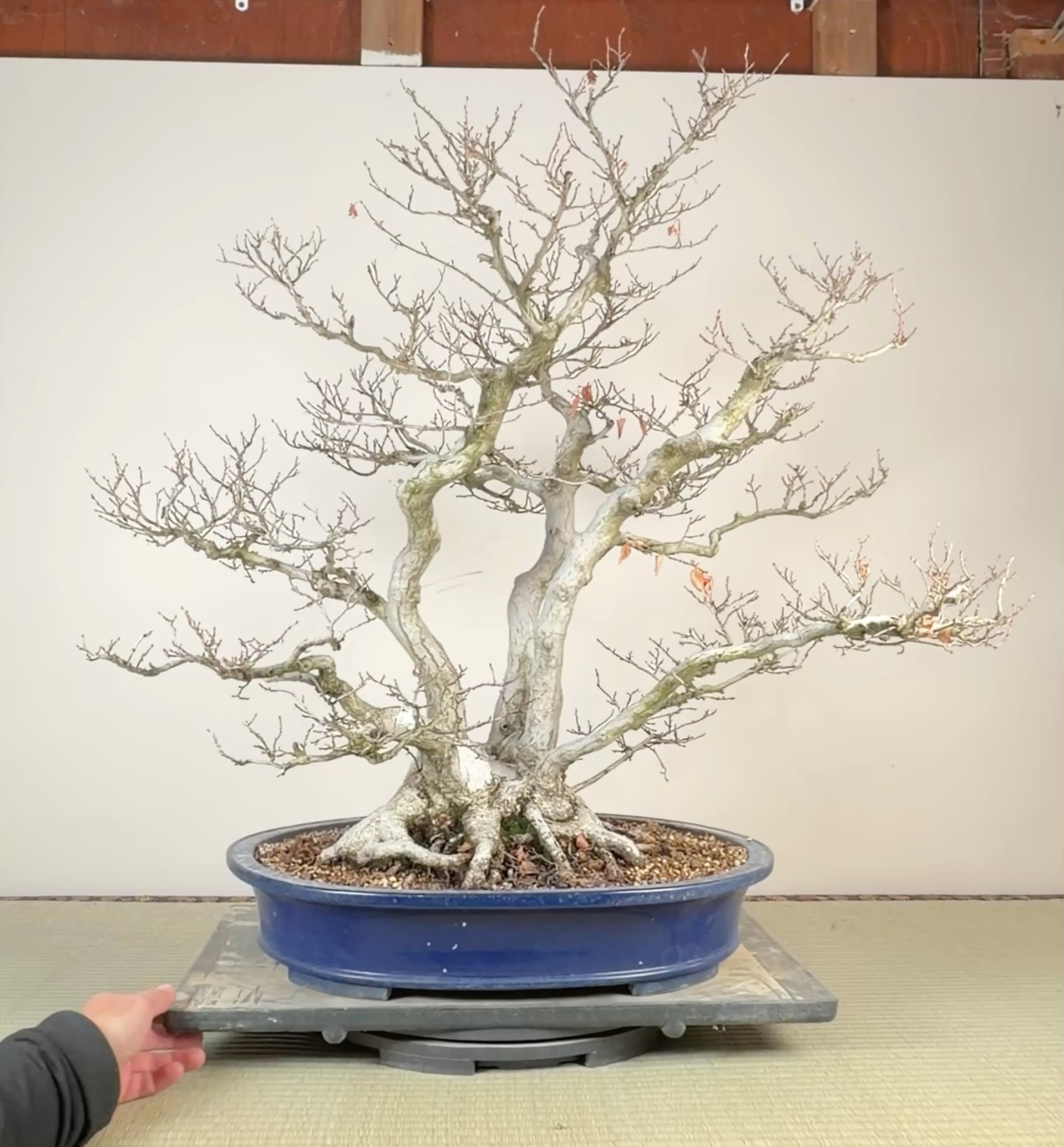 Quick vid of my Korean Hornbeam in the dead of winter