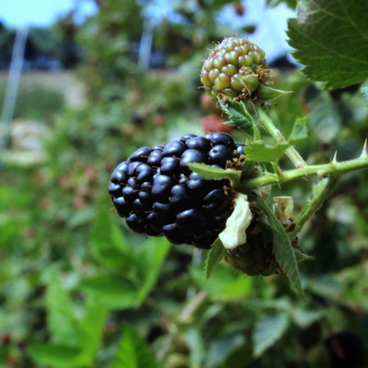 Los Reyes leads the production of blackberry in Mexico and the world.