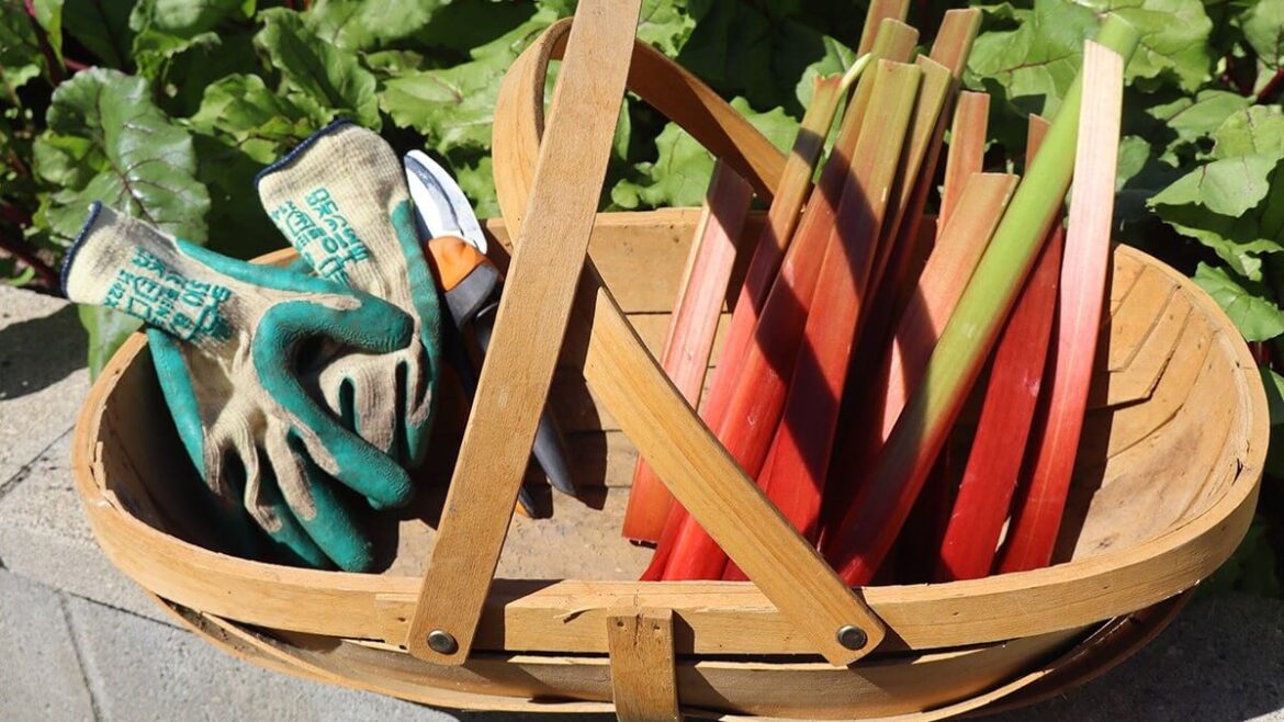 Kem Ormond’s vegetable garden: A trug is essential for January’s harvest Kem Ormond’s vegetable garden: A trug is essential for January’s harvest