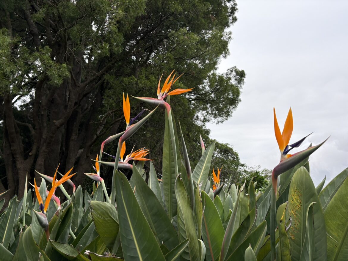 Cape Town’s botanical garden so much more than ‘a park with cool plants’ Cape Town's botanical garden so much more than 'a park with cool plants'