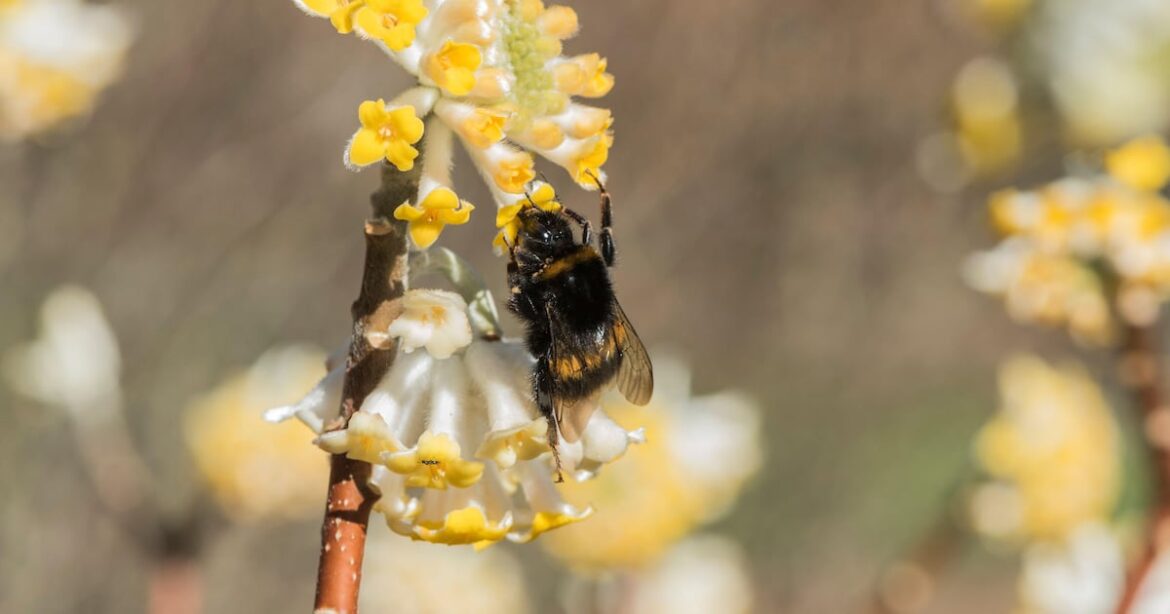 How to create the most fragrant winter garden in a small space – The Irish News