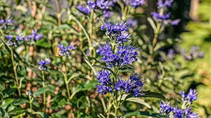 hummingbird bushes Beyond Midnight bluebeard, flowers similar hydrangeas