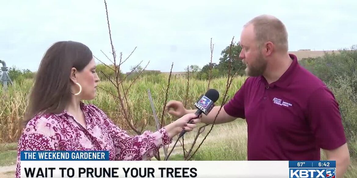 Wait to prune your trees