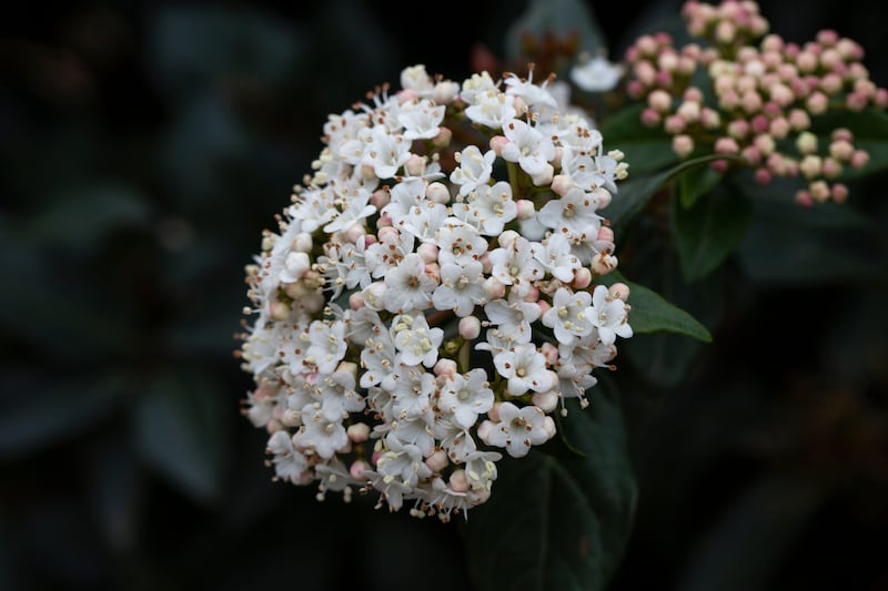 Viburnum carlesii