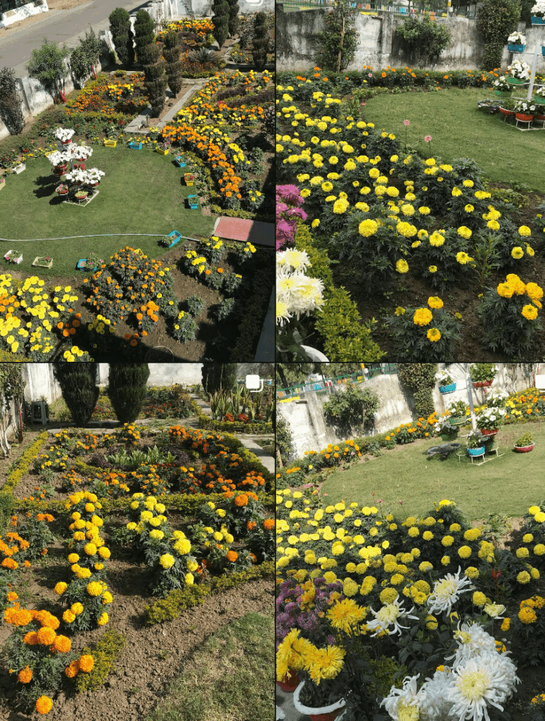 Photos from my garden
