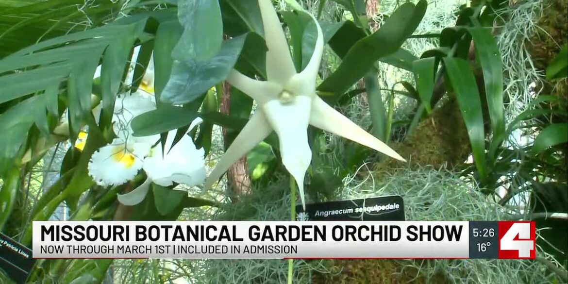 Orchid Show gets ready to kick off at the Missouri Botanical Garden Orchid Show gets ready to kick off at the Missouri Botanical Garden