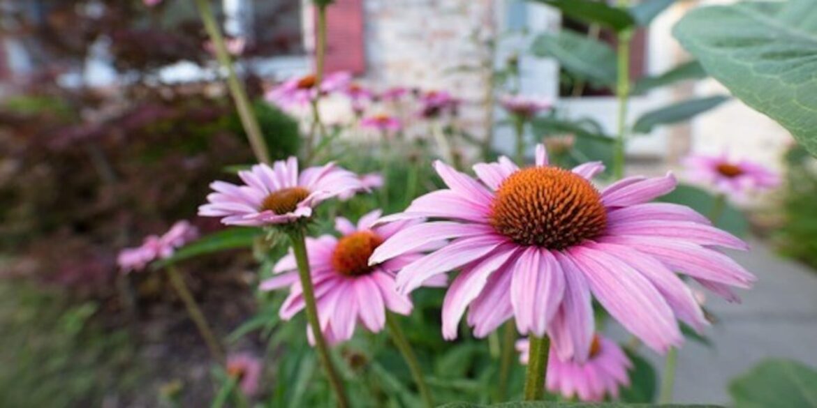 Smarter landscapes for East Texas