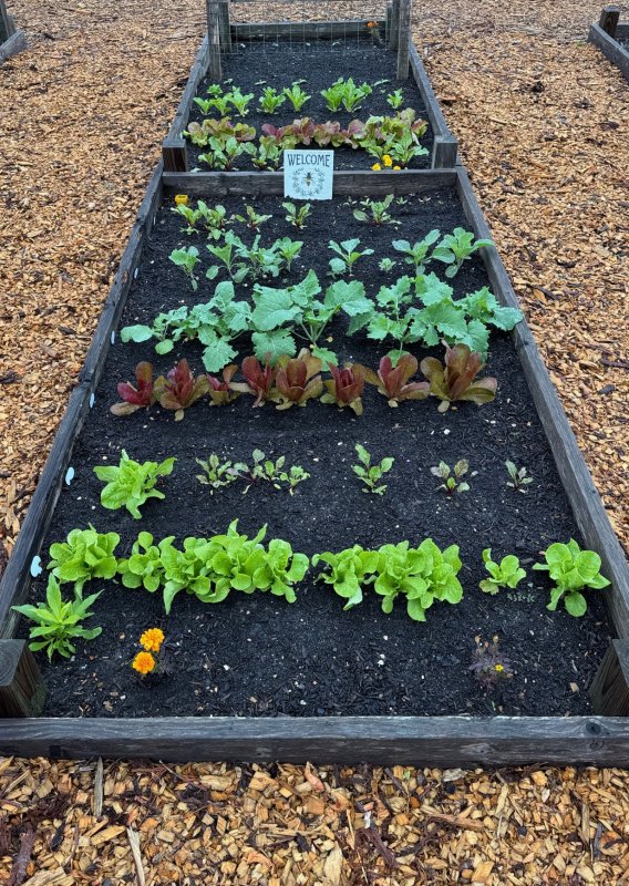 Lewes Community Garden beds available for new members Lewes Community Garden beds available for new members