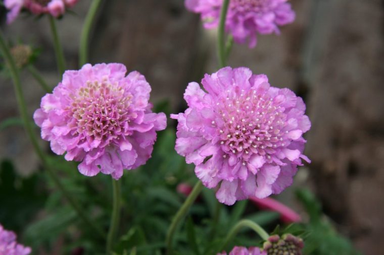 Scabiosa 'Pink Mist'