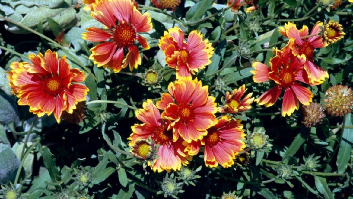 The flowering perennials to plant now for yearly garden colour