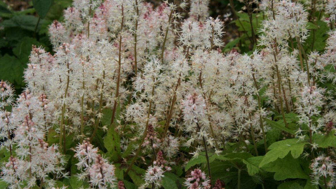 The colourful, low-care plant to brighten winter gardens