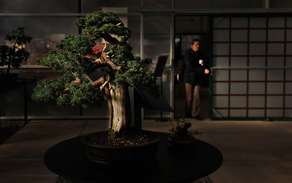 Winter-blooming cherry, azalea, camellia and wisteria bonsai highlight the Garden’s Asian woodland. Winter-blooming cherry, azalea, camellia and wisteria bonsai highlight the Garden’s Asian woodland.