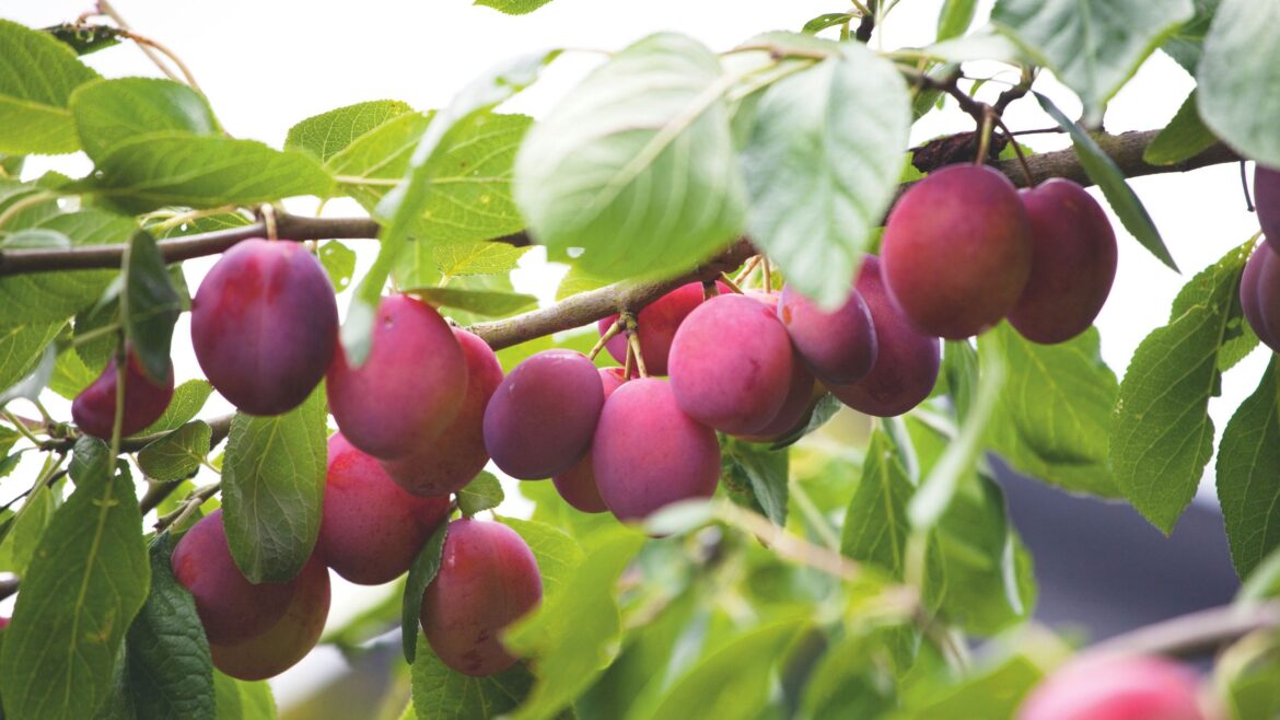 Avoid pruning stone fruit trees at all costs this month