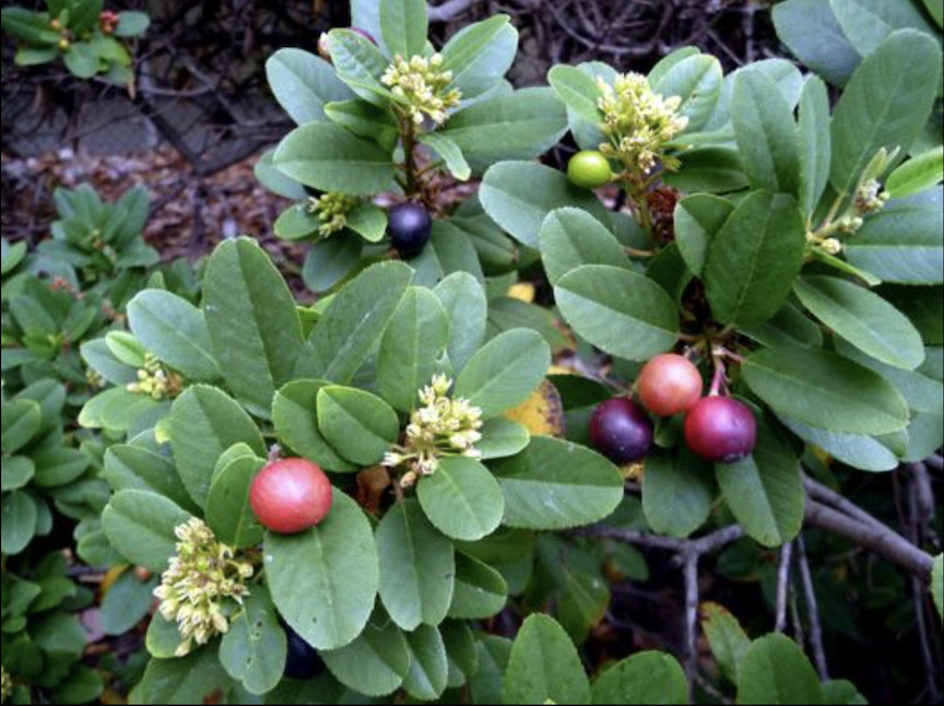 Coffeeberry (Rhamnus californica). This widespread California native is a large,...