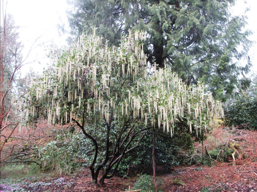 Silk tassel bush (Garrya elliptica). This native of California and...