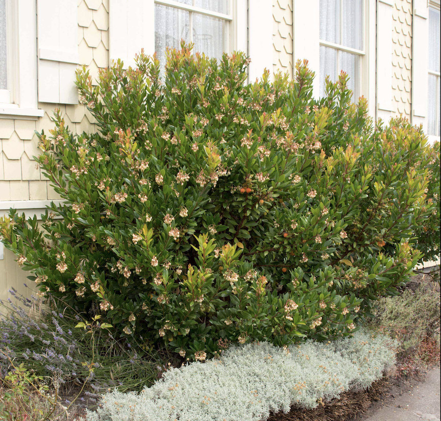 Strawberry tree (Arbutus unedo). A Mediterranean native, this small tree...