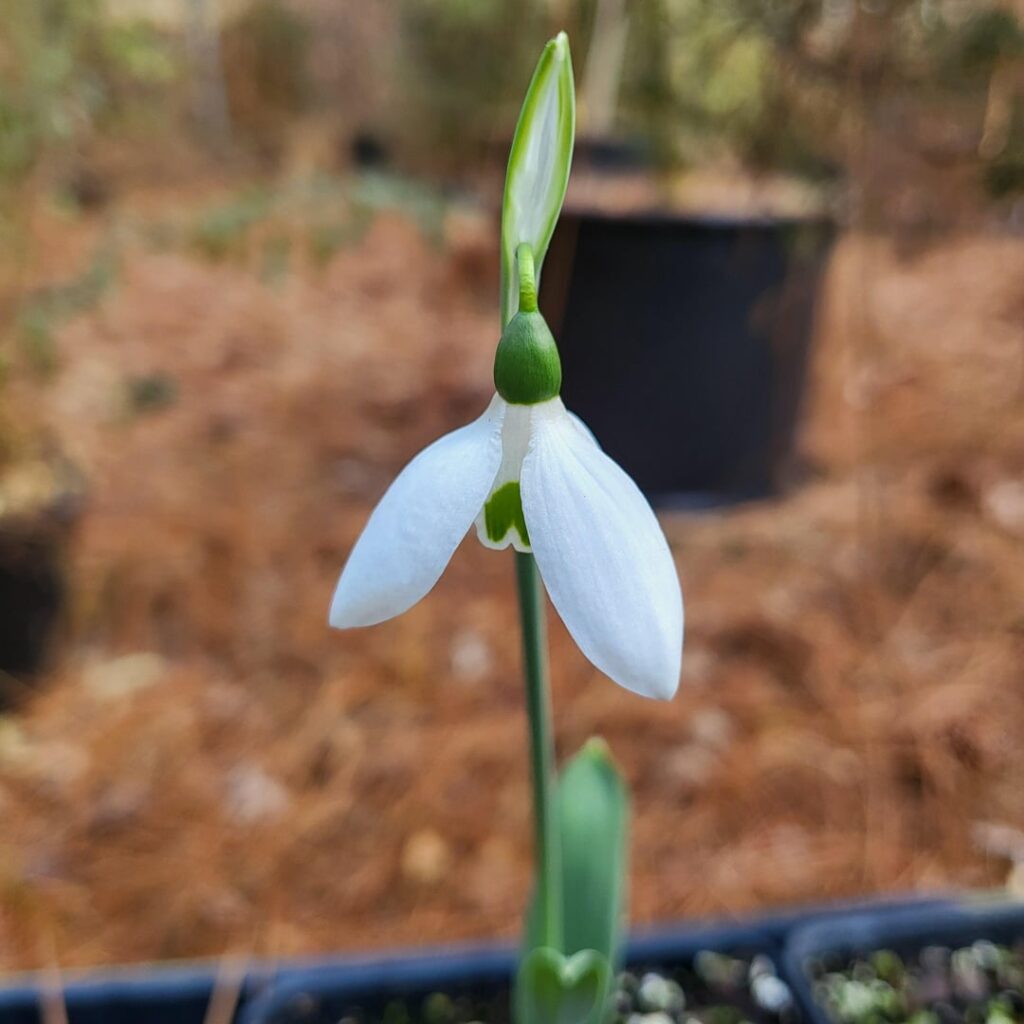 Snow drops