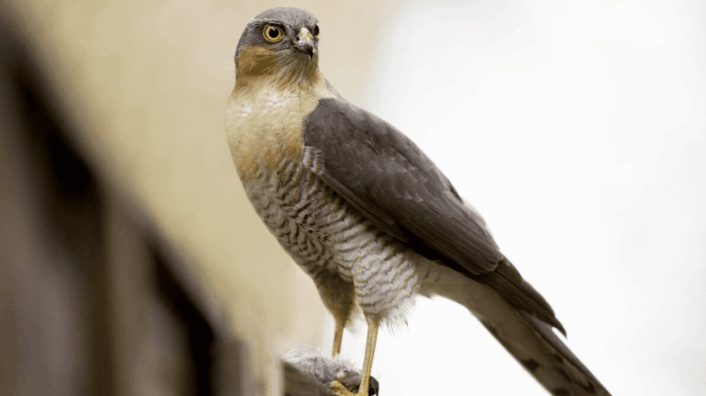 MAJESTIC: Look out for the sparrowhawk on its plucking post