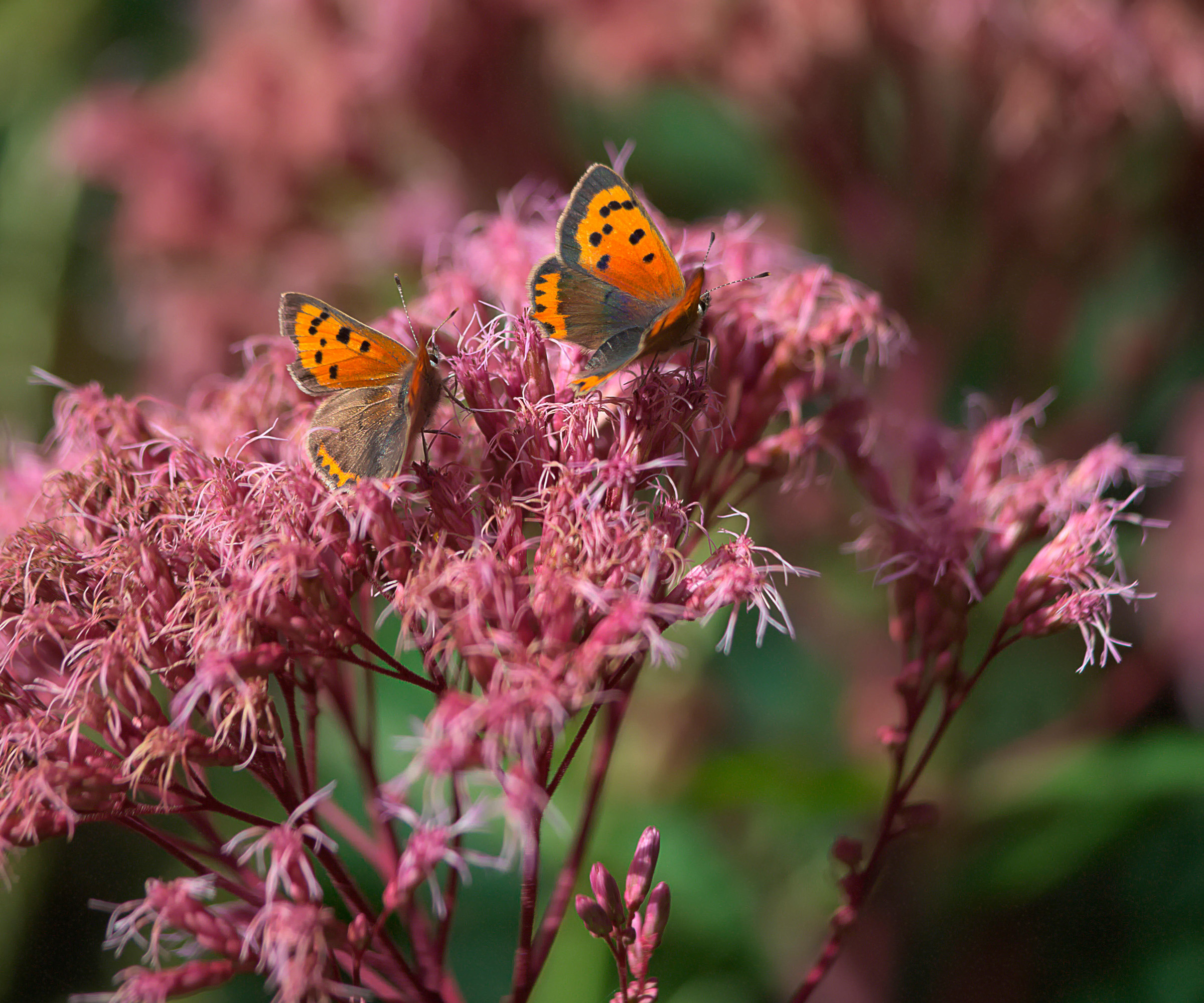 butterfly garden Eupatorium maculatum (Atropurpureum Group) &lsquo;Riesenschirm&rsquo; AGM in bloom