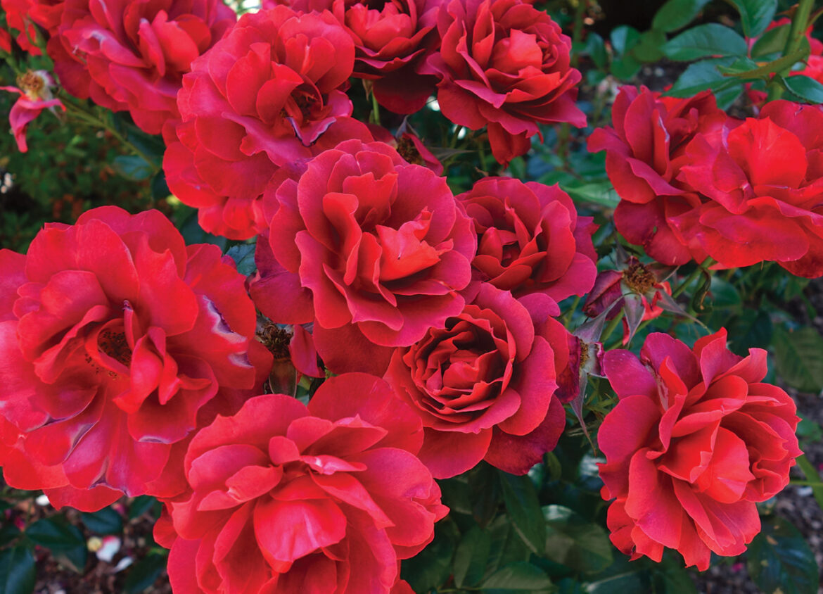 The Mountain Gardener | All About the Roses - Press Banner