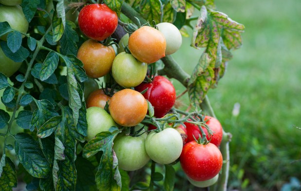 Tomatoes are pictured on Aug. 19, 2013 at the tomatoe conservatory in La BourdaisiÃ¨re castle in Montlouis-sur-Loire near Tours, central France. AFP PHOTO / ALAIN JOCARD (Photo credit should read ALAIN JOCARD/AFP via Getty Images)